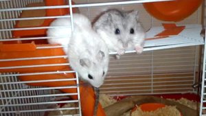 Дикий хомяк ест стрекозу