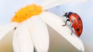 Эдуард Асадов "Дорожите счастьем"