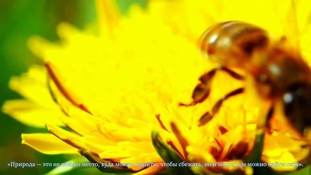 Эту музыку можно слушать вечно?Божественная музыка трогает душу?Красивые осенние мелодии