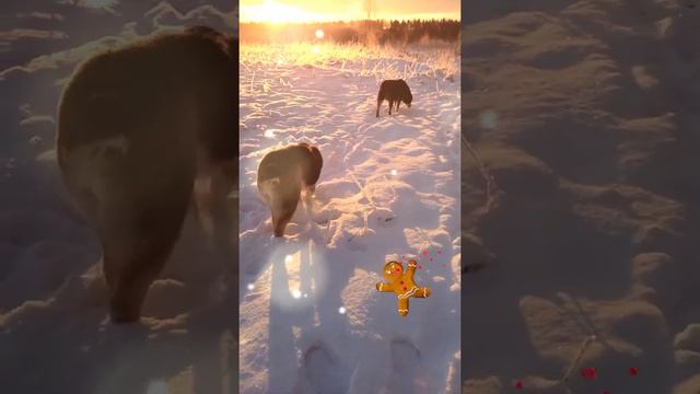 Native animals & Christmas mood🎄Саги Дахмарда и скоро Новый Год 2022!🎅