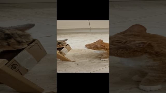 Новая коробка - новые ценности.