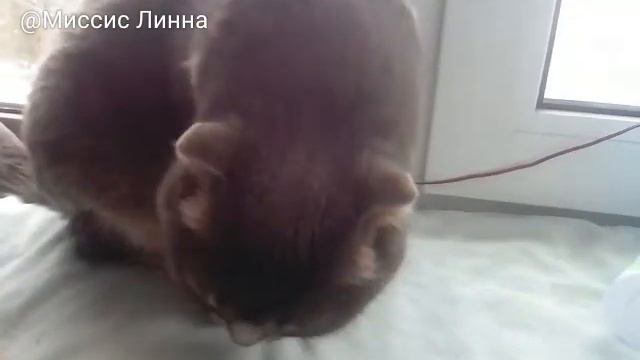 Скорей качай квай смотреть онлайн