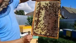 ?Работаем на пасеке. Что по меду с подсолнечника. Карпатская пчела.