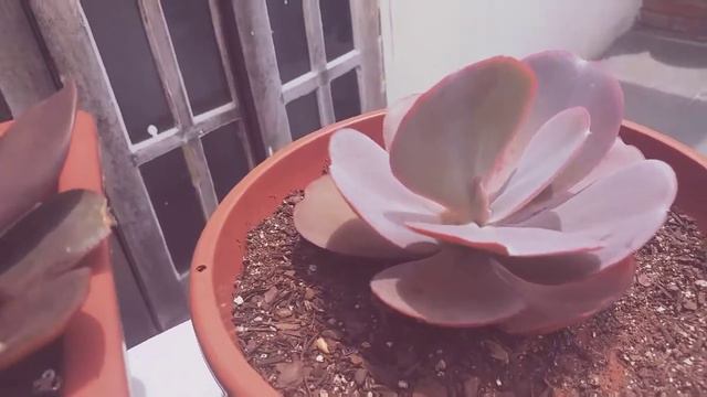 suculentas rosa,echeveria cupd,echeveria afiterglow, echeveria смотреть онлайн