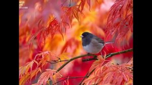 Золотая осень, слайд-шоу