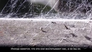 Почему попугай кусается?