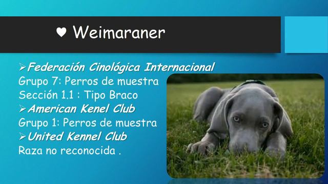 10 CURIOSIDADES SOBRE LOS PERROS CHIHUAHUAS , WEIMARANER Y ROTTWEILER | ANIMALTIME смотреть онлайн