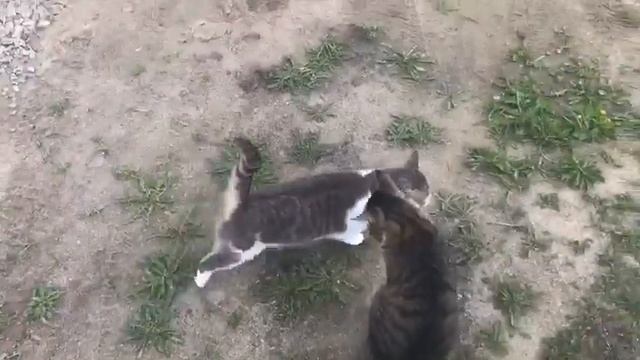 ~{Сказка Про Рысь}~ /Ч.0/ смотреть онлайн