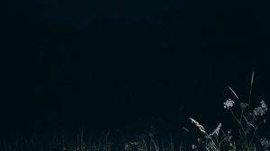 САМОЕ СТРАШНОЕ БОЛОТО В РОССИИ The scariest swamp in Russia