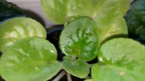 Фиалки солнечные ожоги и обесцвечивание листьев