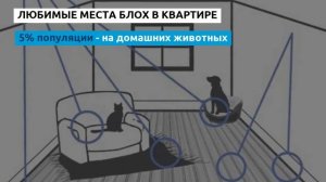 Как быстро избавиться от блох в доме?