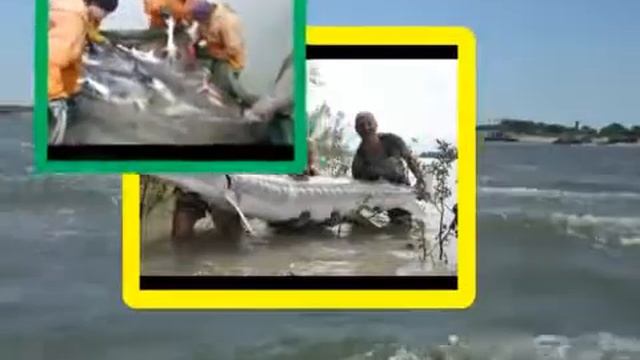 Крайновочка