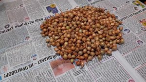 Как сохранить лук Севок до весны