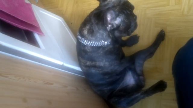 Собачка дрочит) смотреть онлайн