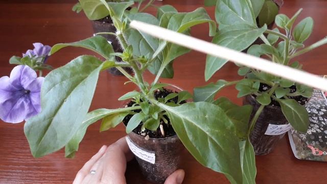 СТОИТ  ЛИ  ПРИЩИПЫВАТЬ АМПЕЛЬНЫЕ  ПЕТУНИИ