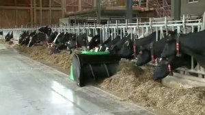 КОРМЛЕНИЕ КРС // РОБОТ ПОДТАЛКИВАТЕЛЬ КОРМОВ BUTLER