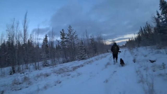 Охота на боровую дичь, тетерева с ТОЗ-25 16 калибр смотреть онлайн