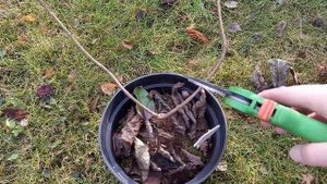 Формирующая обрезка черенков метельчатой гортензии