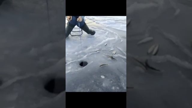 Ловля корюшки на блёсны от Mr. Musurok
