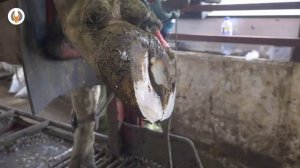 Намин подошвы у Коровы № 7175 | Терапевтическая обработка копыт КРС