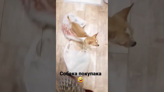 #чишка #чихуахуа #магнит смотреть онлайн