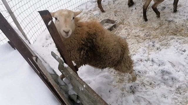 Катумские овцы на первом снегу. Зимнее содержание смотреть онлайн
