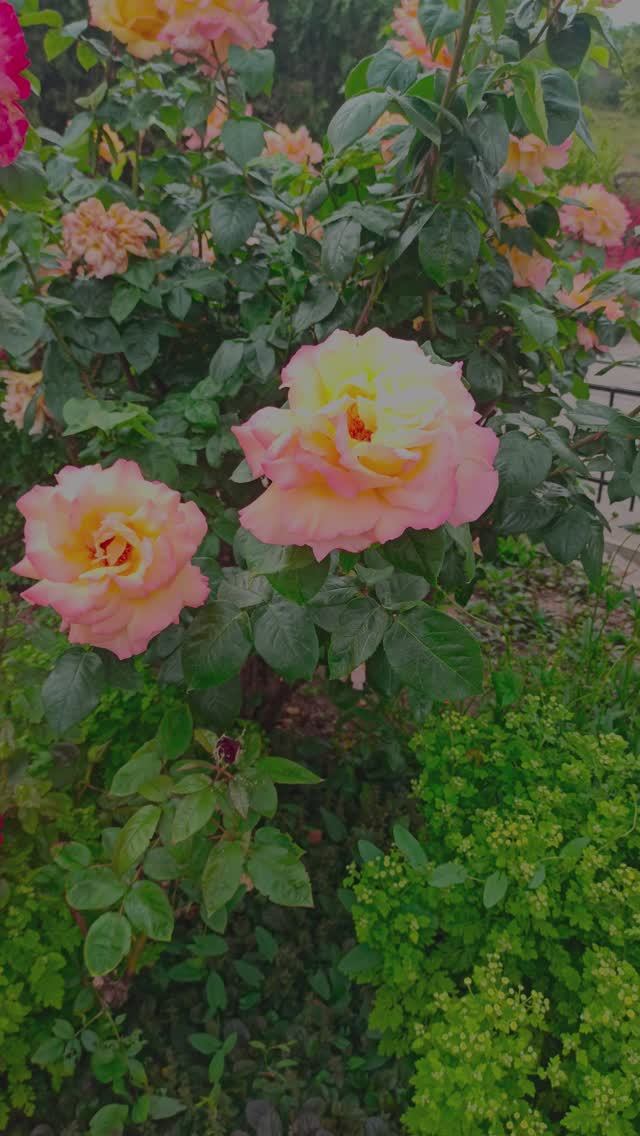 Роскошные розы возле церкви Иверской иконы Божьей Матери. Феодосия. Крым.