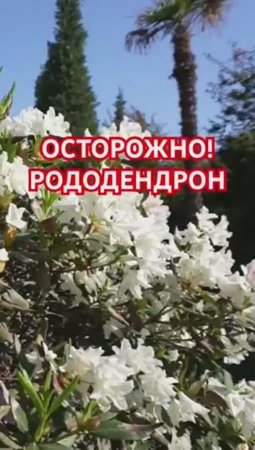 СЕКРЕТ здорового РОДОДЕНДРОНА