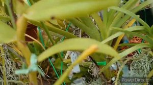 Angraecum florulentum アングレカム・フロルレンタム