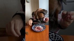 Забавная Собака ест мясо руками ?