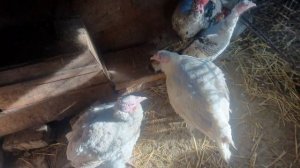 100 % решение проблемы расклева яиц