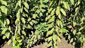 Лучшее время и возраст саженцев для посадки