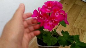 Пеларгония Pac flower fairy berry.