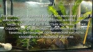 Аквариумный корм. Крапива - полезный продукт в рационе аквариумных рыбок.