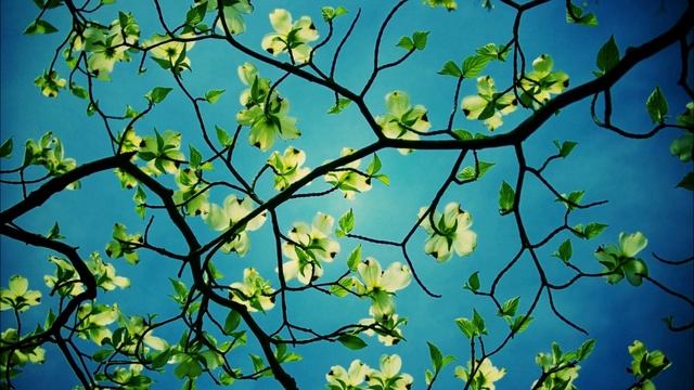 Аудио-медитация с Сиен "Природный Источник Силы" смотреть онлайн