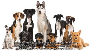 Размеры собак: как определить габариты для одежды