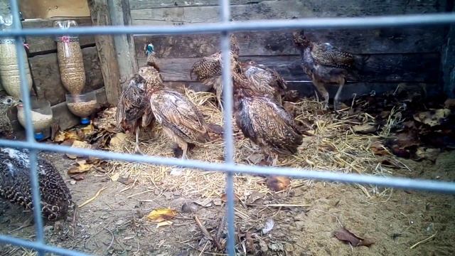 Фазаны, вольер из того что было. смотреть онлайн