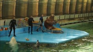 Санкт-Петербургский дельфинарий/St. Petersburg Dolphinarium.