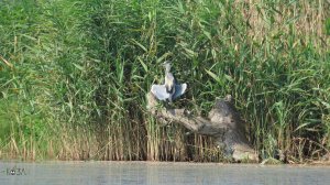 Черепахи в гнезде лысухи. А цапли выясняют, чей пруд