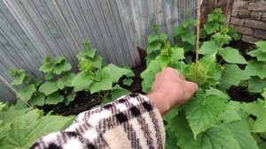 ПАСЫНКИ УСЫ ОБРЫВАЕМ ОГУРЦЫ КУРАЖ В ОДИН СТВОЛ В БЮДЖЕТНОЙ ТЕПЛИЦЕ У ЗАБОРА????❤️...