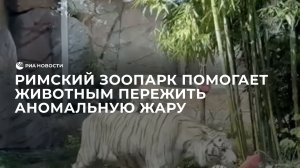 Римский зоопарк помогает животным пережить аномальную жару