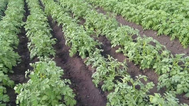 Узкие грунтозацепы и меньшая колея на мотоблоке Кентавр МБ40-3 смотреть онлайн