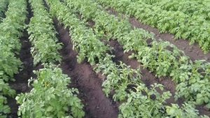 Узкие грунтозацепы и меньшая колея на мотоблоке Кентавр МБ40-3