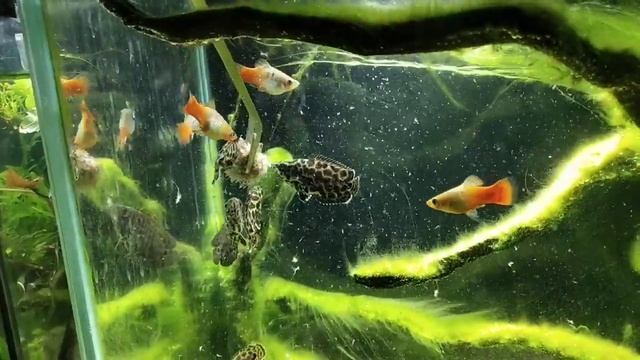 Ктенопома леопардовая. Кушаем с пинцета всей своей. смотреть онлайн