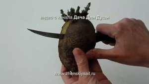 СЕКРЕТЫ выращивания КАРТОФЕЛЯ