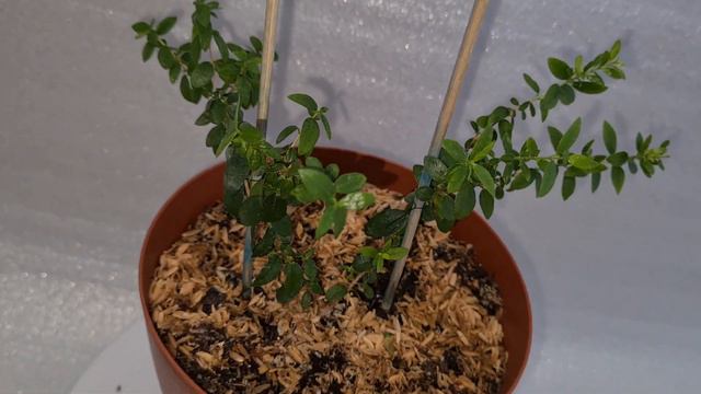 Мирцеевгения 6