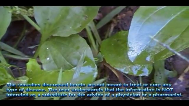 Wildcrafting Broadleaf Plantain (Plantago major) смотреть онлайн