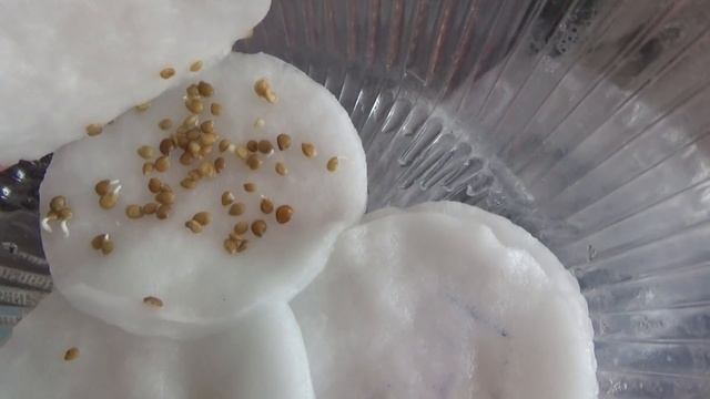 Как ведут себя наши семена после ПЕРЕКИСИ водорода смотреть онлайн