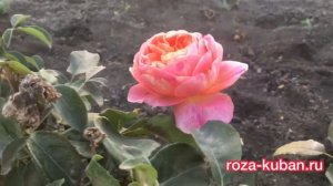 Роза Викториан Сикретс
