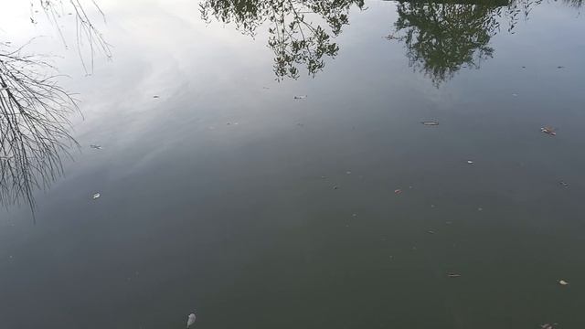 Пруд дома ловля рыбы